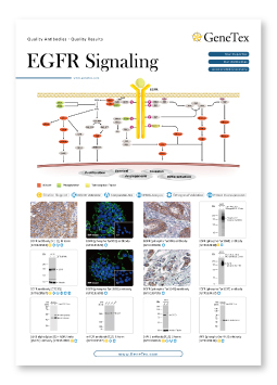 EGFR Signaling